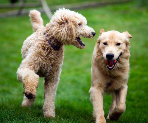 happy-golden-retreiver-dog-with-poodle-playing-PCABTBY.jpg