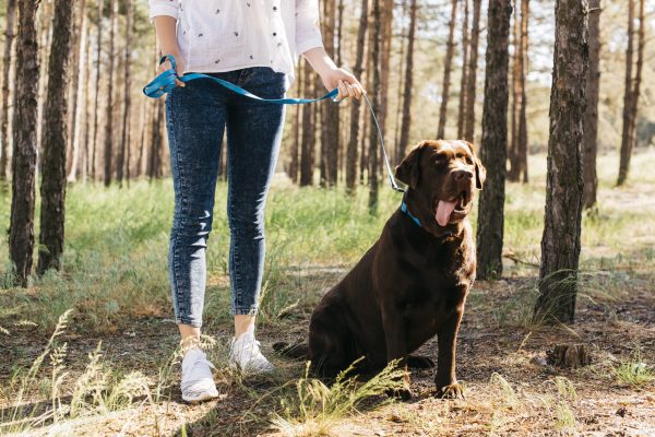 junge-frau-macht-ein-picknick-mit-ihrem-hund-scaled.jpg
